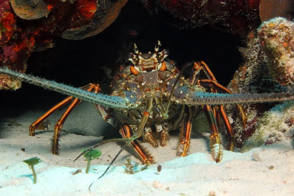 Langosta espinosa del Caribe — Foto de Stock