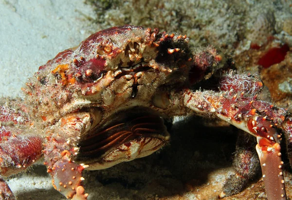 Kanál přiléhavé krab — Stock fotografie