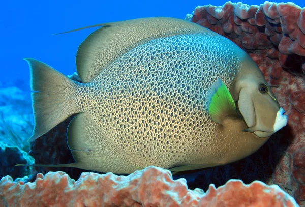 Gray Angelfish — Stock Photo, Image