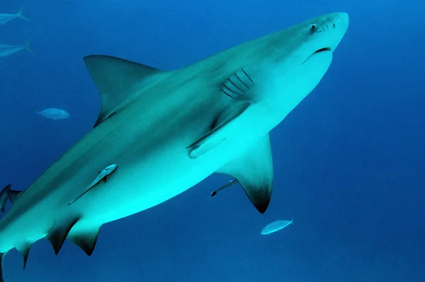 Tiburón toro Fotos de stock libres de derechos