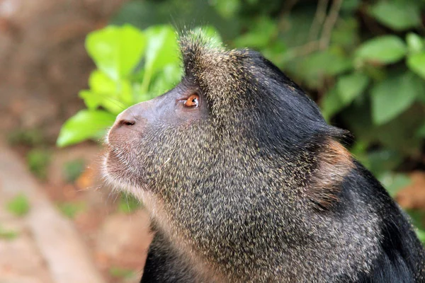 Macaco azul — Fotografia de Stock