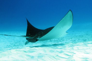 Benekli eagle ray