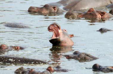 Hippo buzağı açık ağızlı