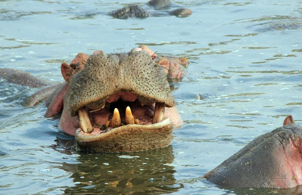 Hippo Showing Teeth — Stock Photo, Image