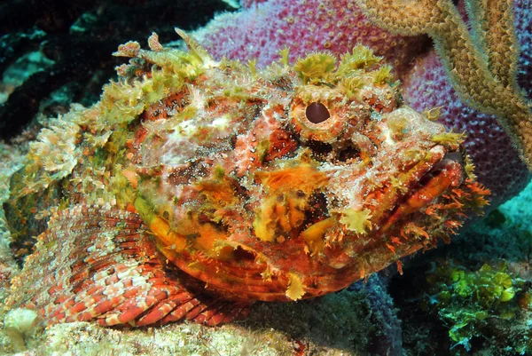 Orlik scorpionfish — Zdjęcie stockowe