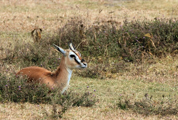 Thomsons Gazelle — Stockfoto