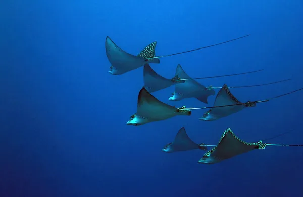 Benekli kartal ışınları