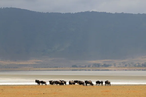 Los ñus en el cráter de Ngorongoro —  Fotos de Stock