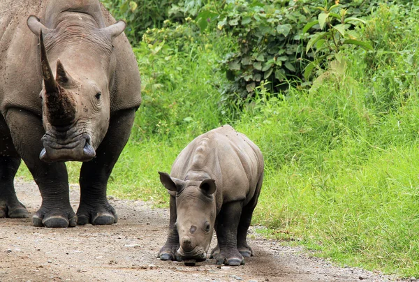 Vit noshörning kalv med mamma — Stockfoto