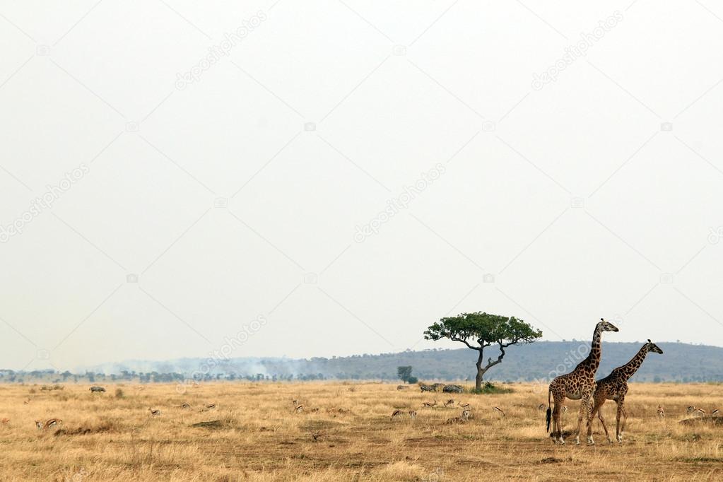 Giraffe Couple on Savannah
