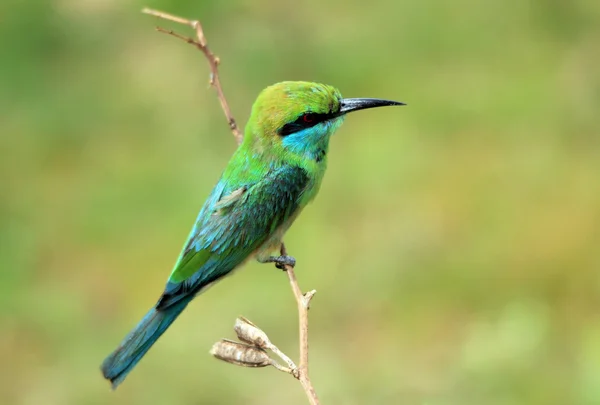 Blue-ekor Bee-eater on a Branch — Stok Foto