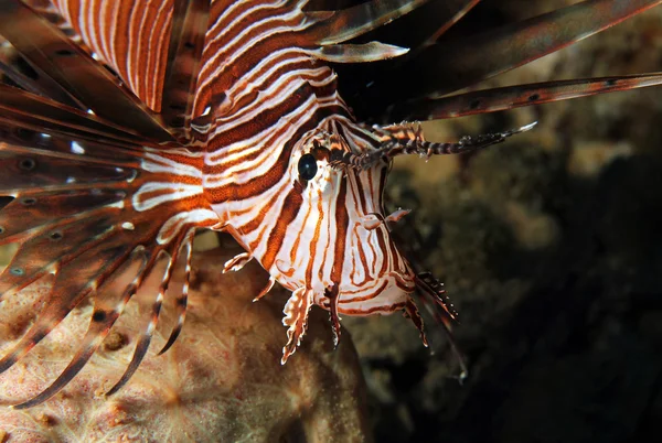 Close-up de um Lionfish Comum — Fotografia de Stock