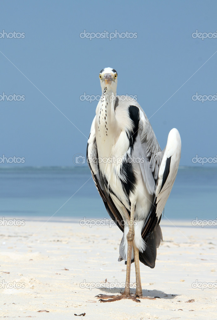 Grey Heron on the Beach