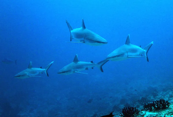 Grey Reef Sharks — Stock Photo, Image