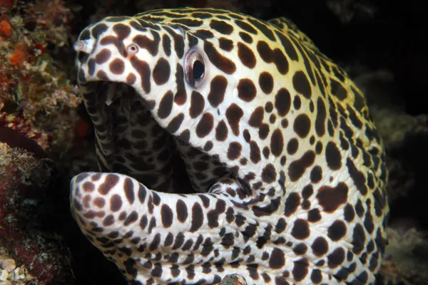 Close-up of a Juvenile Honeycomb Moray Eel — Stock Photo, Image