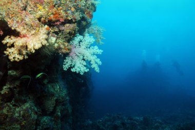 yumuşak mercanlar resif duvar, arkada çok dalgıçlar ile