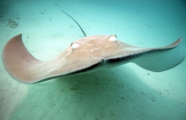 Pink Stingray Approaching the Camera clipart