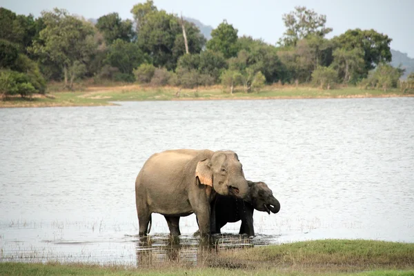 Elefantes bebiendo en un lago — Foto de Stock