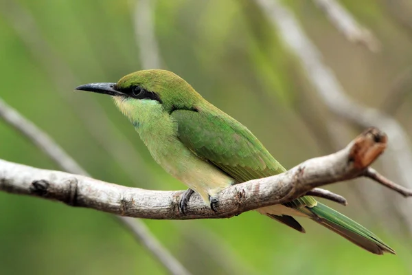 Groene bijeneter op een tak — Stockfoto