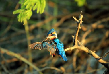 Ortak Kingfisher