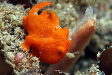 kırmızı boyalı frogfish