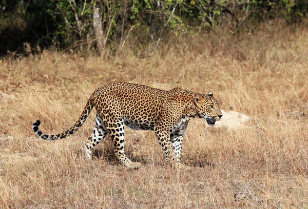 Шрі-Ланки леопард — стокове фото