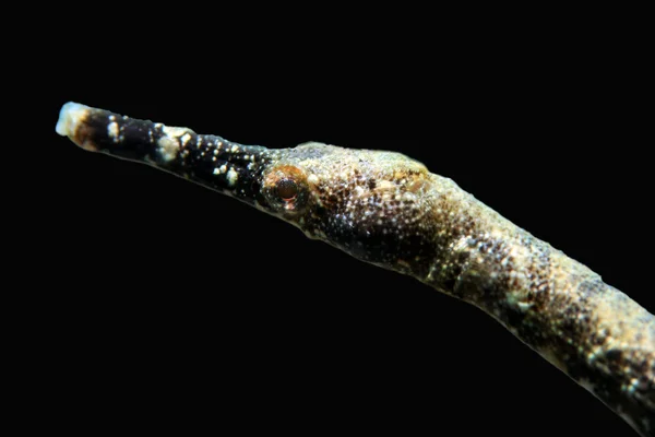 Straight-stick Pipefish — Stock Photo, Image