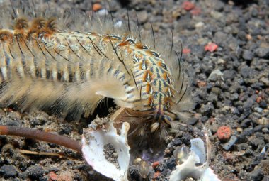 Tavus kuşu kıl solucan
