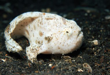 Juvenil shaggy frogfish