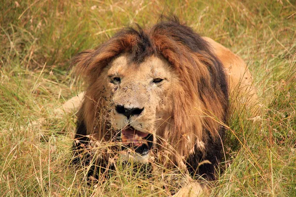 Erkek aslan çim dinlenme — Stok fotoğraf
