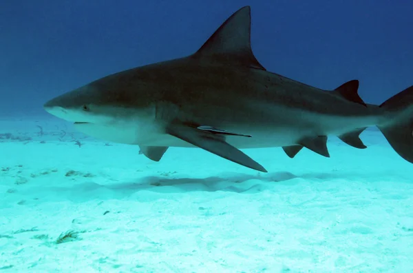 Tiburón toro Imágenes de stock libres de derechos