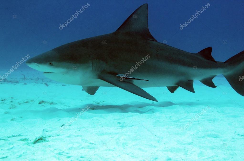 White Shark - Five Most Dangerous Sharks to White Shark - Five Most Dangerous Sharks to