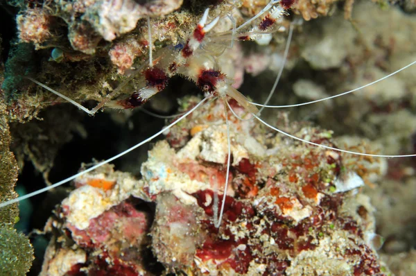 Κλιμακωτά μπόξερ γαρίδες — Φωτογραφία Αρχείου