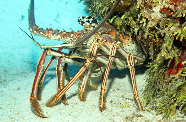 Langosta espinosa del Caribe — Foto de Stock