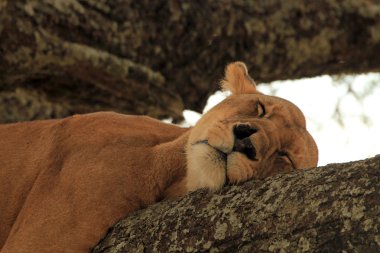 Lion Sleeping in a Tree clipart