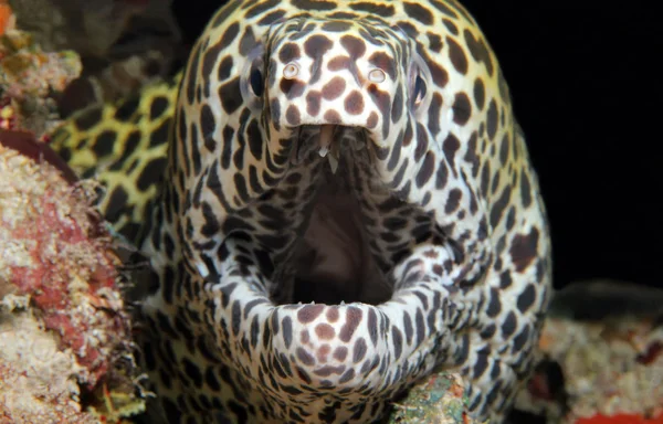 Moray nid d'abeille à bouche ouverte — Photo