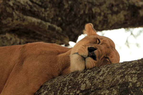 León durmiendo en un árbol — Foto de Stock