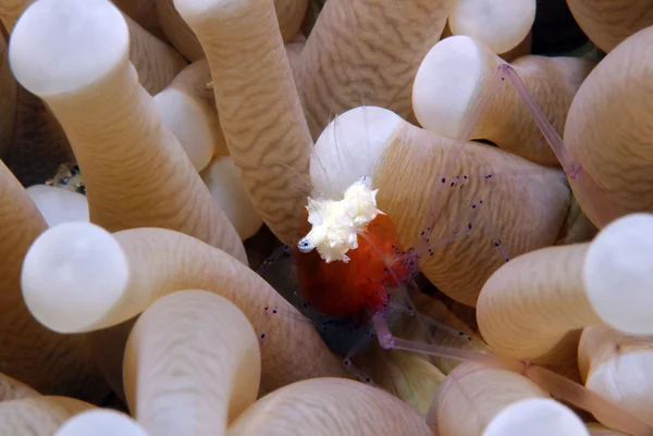 Mushroom Coral Ghost Shrimp — Stock Photo, Image