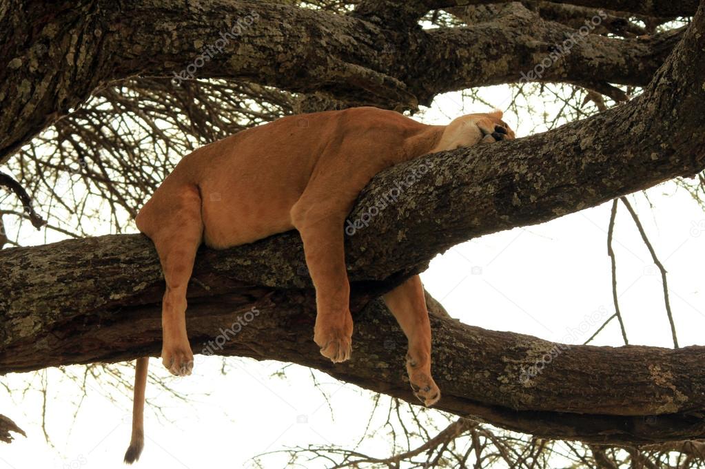 Lion Sleeping on a Branch in a Tree