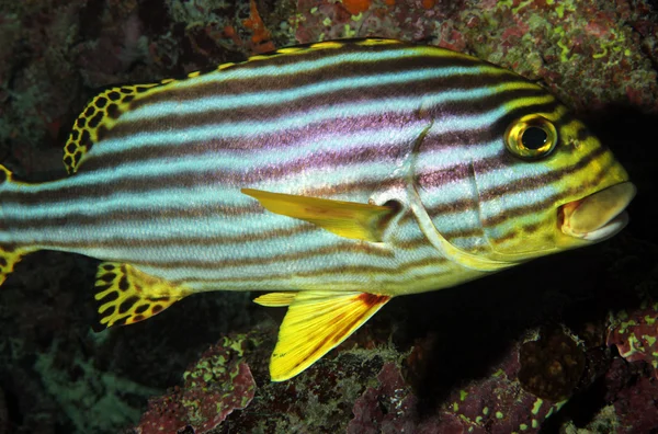 Orientalne sweetlips — Zdjęcie stockowe