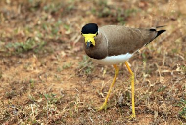 Sarı wattled kız kuşu