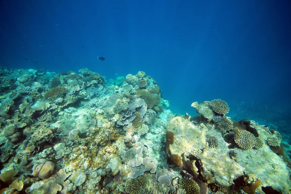 Arrecife de coral — Foto de Stock