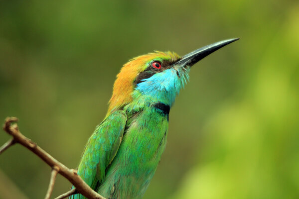 Green Bee-eater