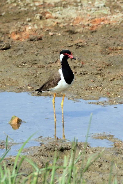 Lapwing rojo-wattled —  Fotos de Stock