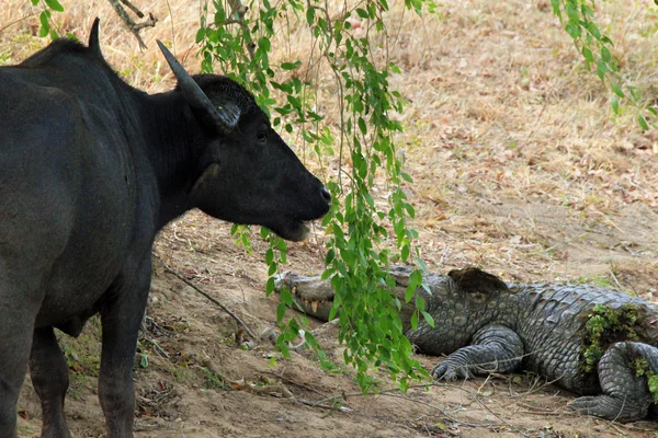 Buffalo en krokodil — Stockfoto
