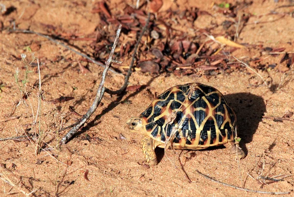 Tartaruga stellare indiana — Foto Stock