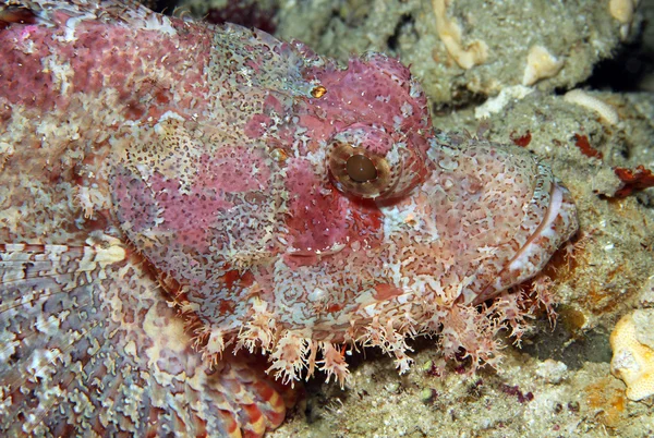 Brodaty scorpionfish — Zdjęcie stockowe