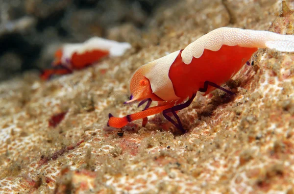 Emperor Shrimps — Stock Photo, Image