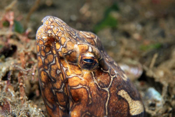 Anguilla serpente pagliaccio — Foto Stock
