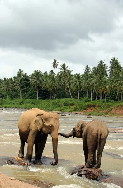 Lankesian Elephans in River — Stok Foto